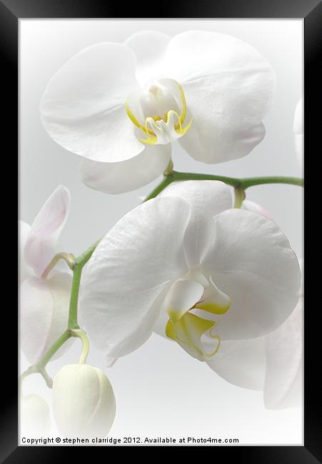 White Orchids Framed Print by stephen clarridge