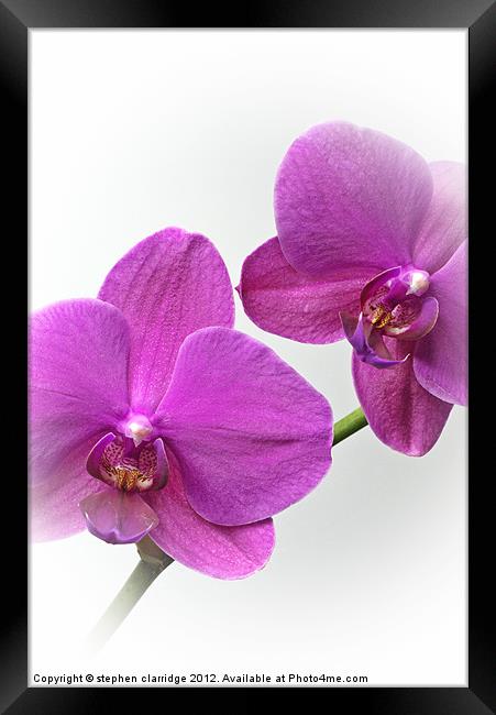 Purple Orchids Framed Print by stephen clarridge