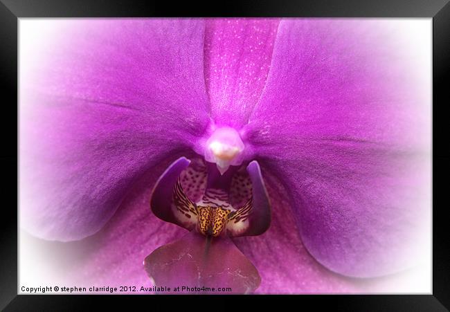 Purple orchid close up Framed Print by stephen clarridge