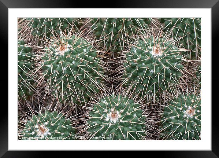 Spiky cactus Framed Mounted Print by stephen clarridge