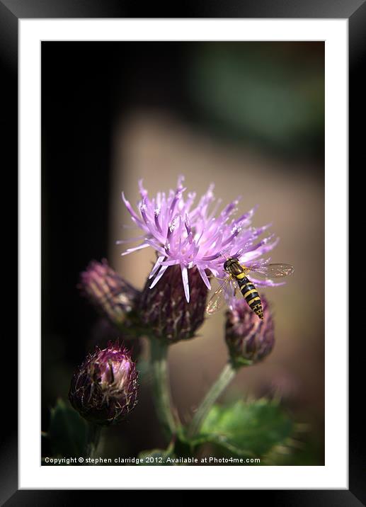 Wasp on thistle Framed Mounted Print by stephen clarridge