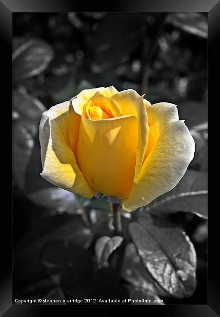 Yellow rose on monochrome Framed Print by stephen clarridge