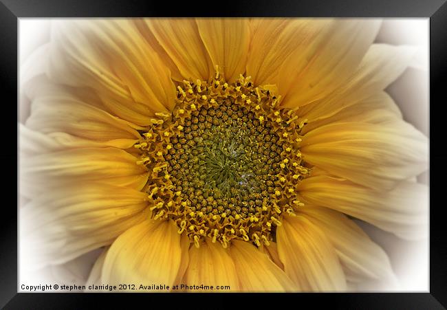 Sunflower close up Framed Print by stephen clarridge