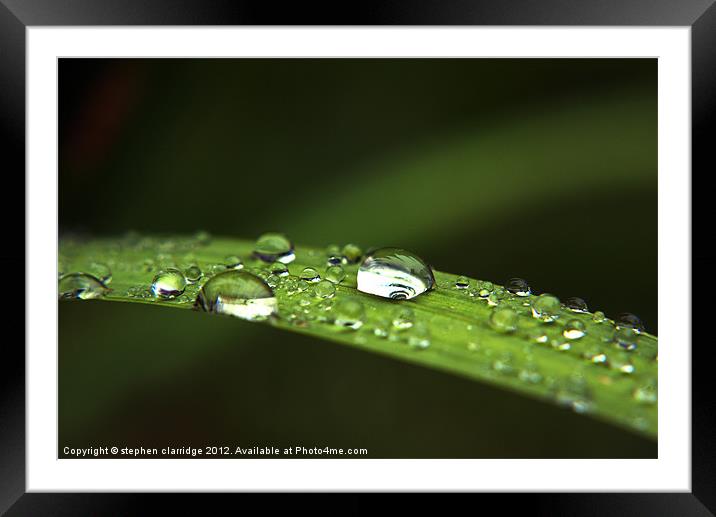Water droplets on leaf Framed Mounted Print by stephen clarridge