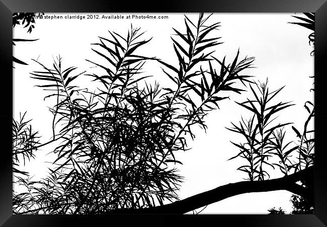 Tree branch silhouette Framed Print by stephen clarridge