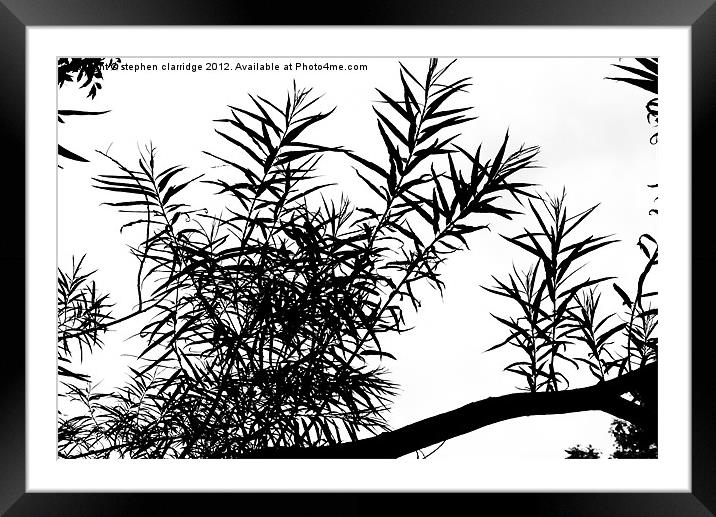 Tree branch silhouette Framed Mounted Print by stephen clarridge