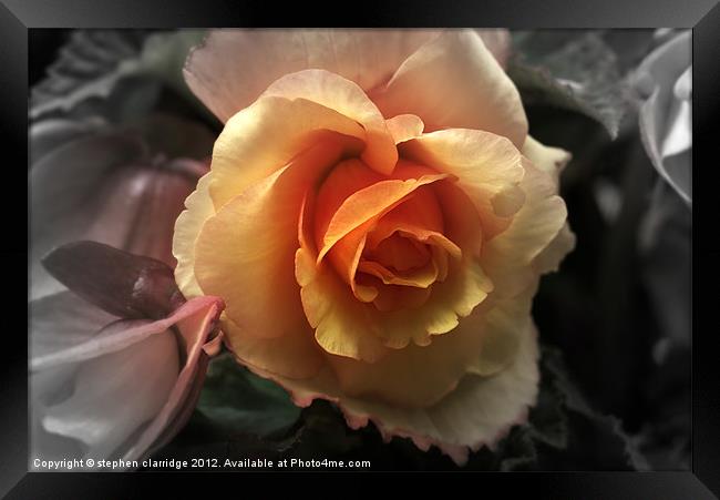 Orange rose Framed Print by stephen clarridge
