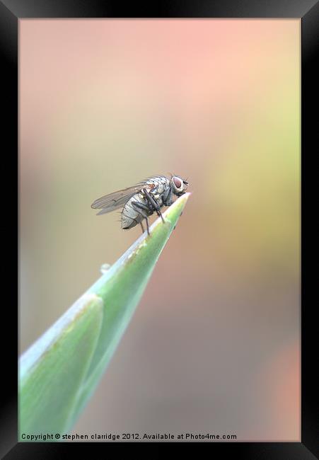 The Fly 1 Framed Print by stephen clarridge