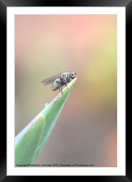 The Fly 1 Framed Mounted Print by stephen clarridge