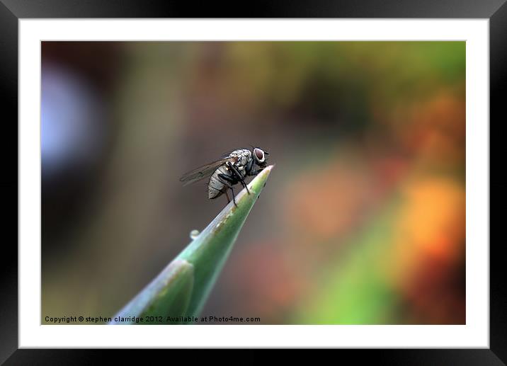 The Fly 2 Framed Mounted Print by stephen clarridge