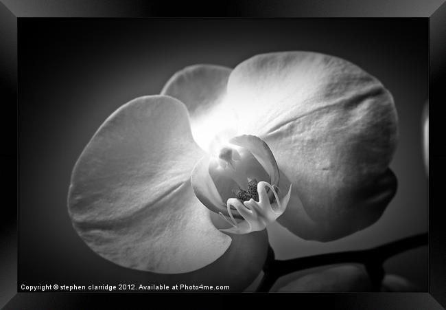 Black and White Orchid Framed Print by stephen clarridge