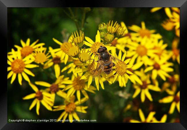 Bee on ragwort Framed Print by stephen clarridge
