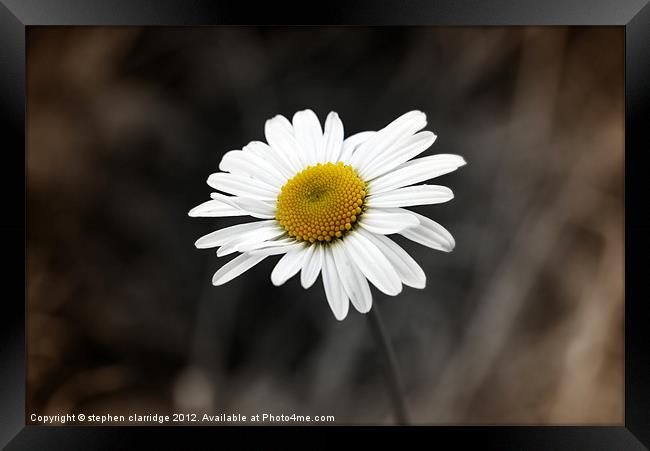 Single oxeye daisy 2 Framed Print by stephen clarridge
