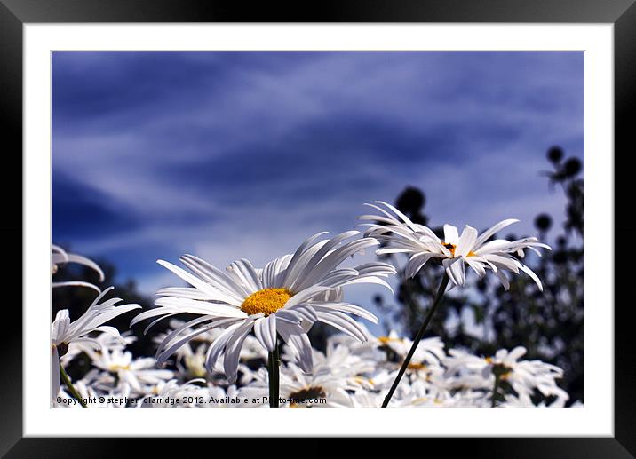 Oxeye daisy's deep blue sky Framed Mounted Print by stephen clarridge