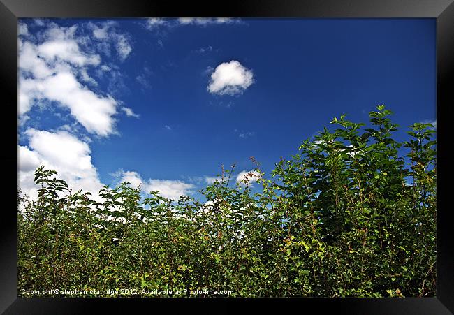 Summer Hedgrow Framed Print by stephen clarridge