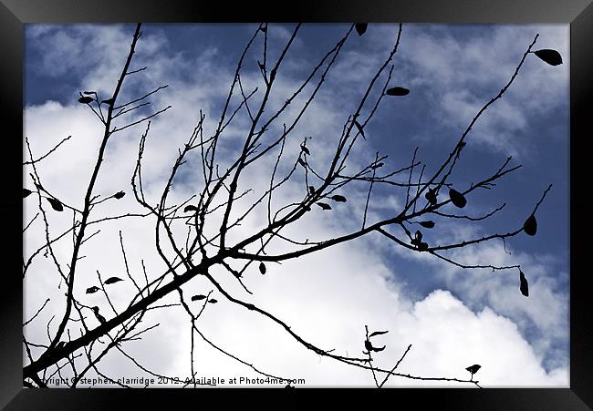 The branch Framed Print by stephen clarridge