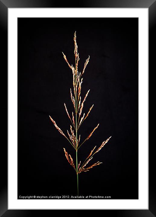 Grass on black Framed Mounted Print by stephen clarridge