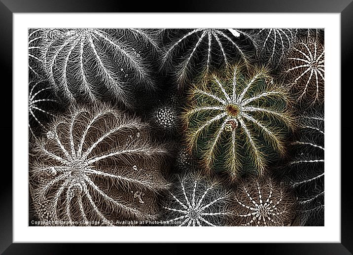 Cactus plant abstract Framed Mounted Print by stephen clarridge