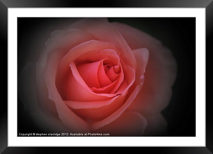 English Red Rose Framed Mounted Print by stephen clarridge