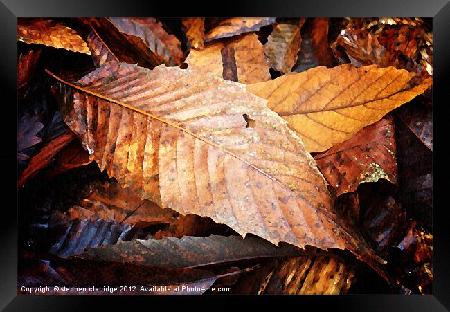 Autumn leaves Framed Print by stephen clarridge