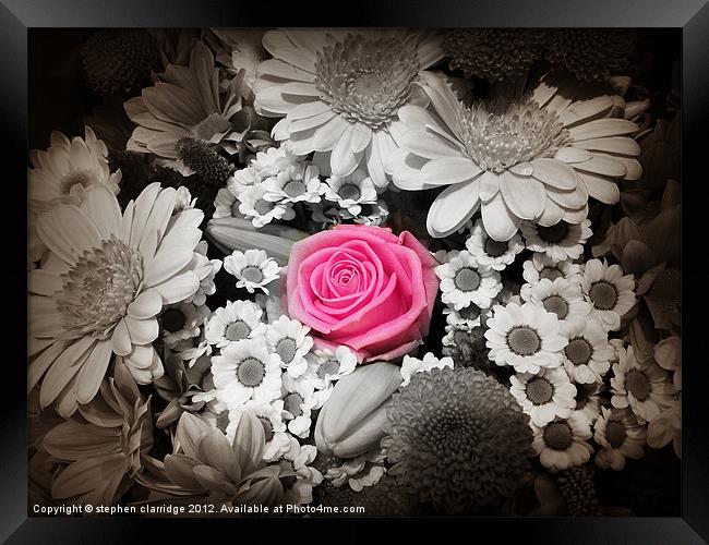Pink rose with monochrome flowers Framed Print by stephen clarridge