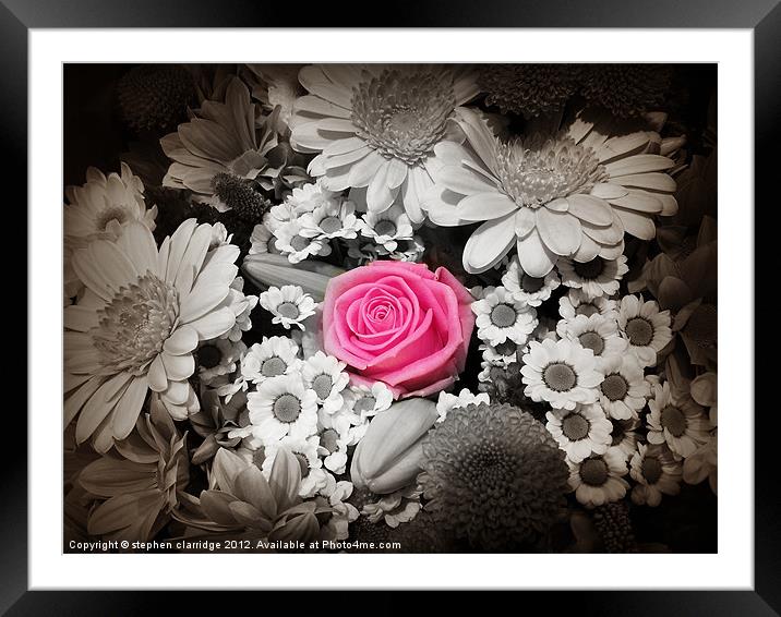 Pink rose with monochrome flowers Framed Mounted Print by stephen clarridge