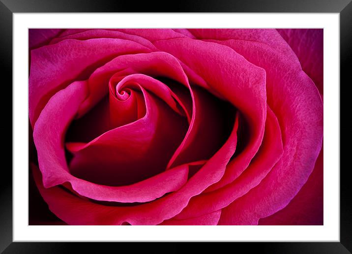 Deep Pink Rose Framed Mounted Print by Steven Clements LNPS