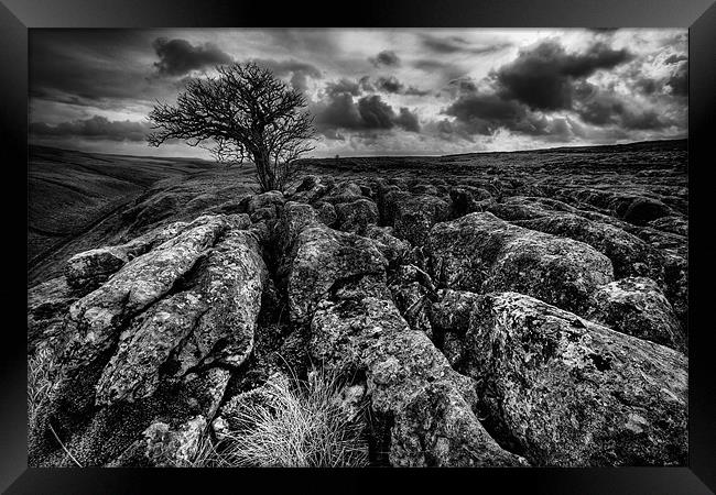 Malham Lone Tree Mono Framed Print by Steven Clements LNPS