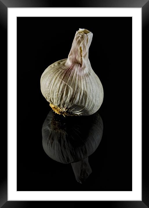 Garlic Bulb on Black Framed Mounted Print by Steven Clements LNPS