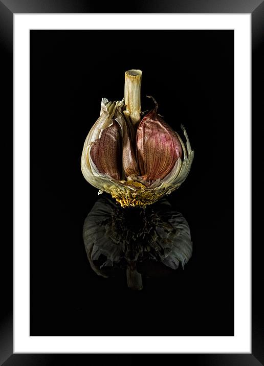 Half Garlic Bulb on Black Framed Mounted Print by Steven Clements LNPS
