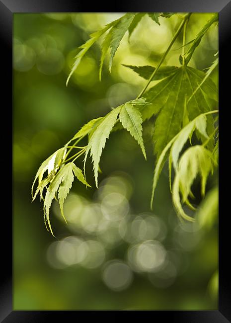 Acer Framed Print by Darren Frodsham