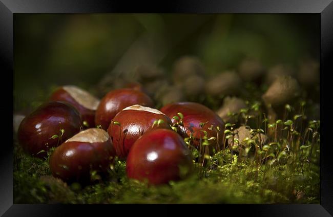 Conkers Framed Print by Darren Frodsham