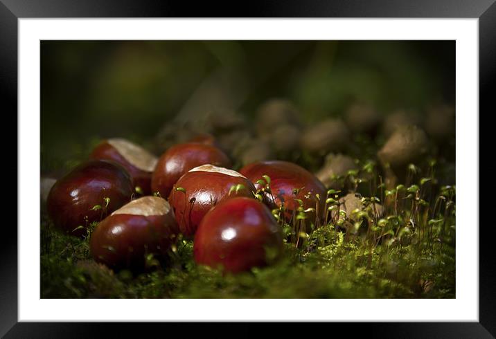 Conkers Framed Mounted Print by Darren Frodsham