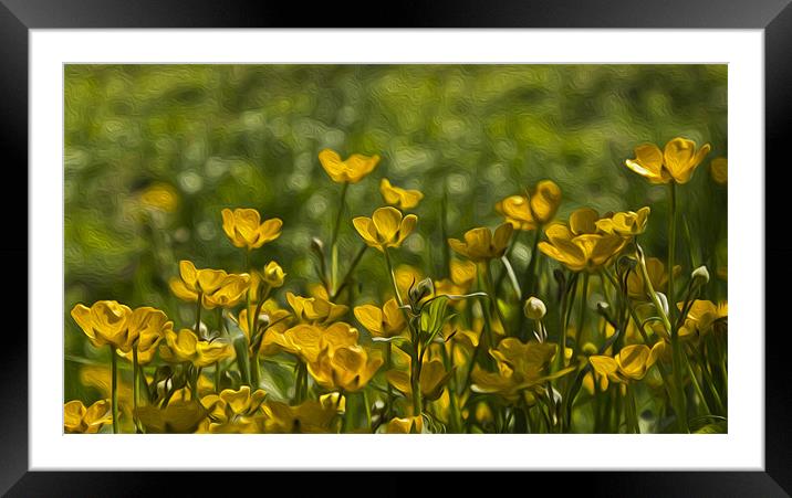 Buttercups Framed Mounted Print by Darren Frodsham