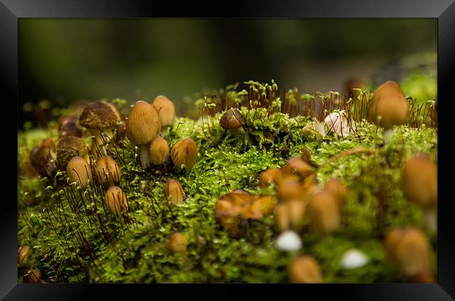 Fungi Landscape Framed Print by Darren Frodsham