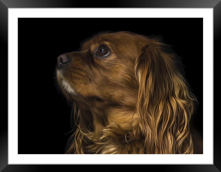 Cavalier King Charles Spaniel Framed Mounted Print by Darren Frodsham