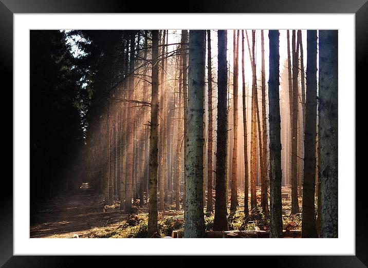 Sunray-trees Framed Mounted Print by Jamie Keith