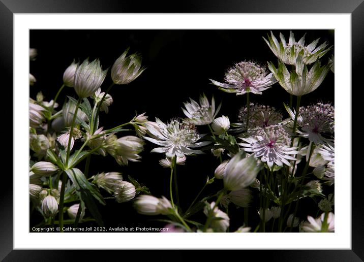 Astrantias Framed Mounted Print by Catherine Joll