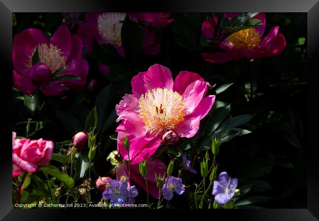 Chinese Peony Framed Print by Catherine Joll