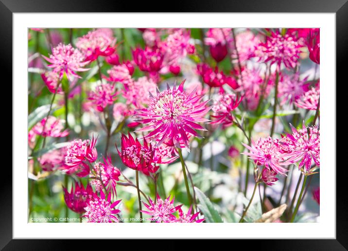 Pink astrantia Framed Mounted Print by Catherine Joll