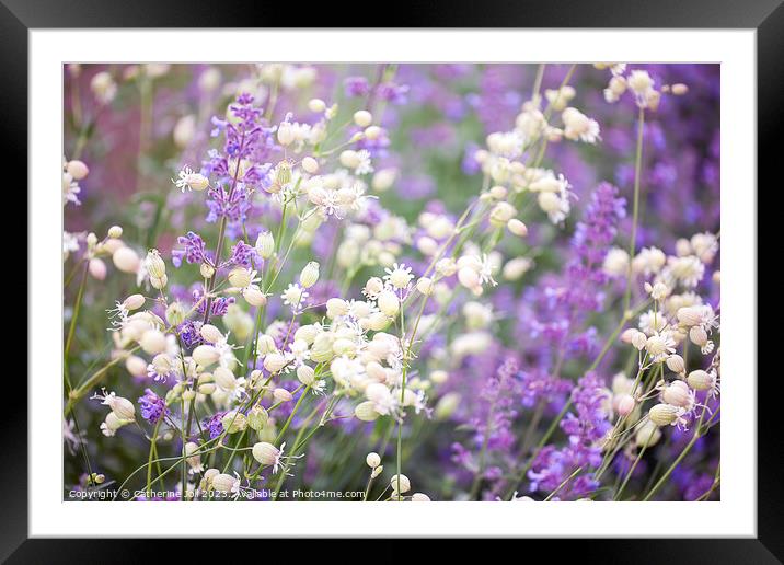 Bladder Campion and Lavender Framed Mounted Print by Catherine Joll