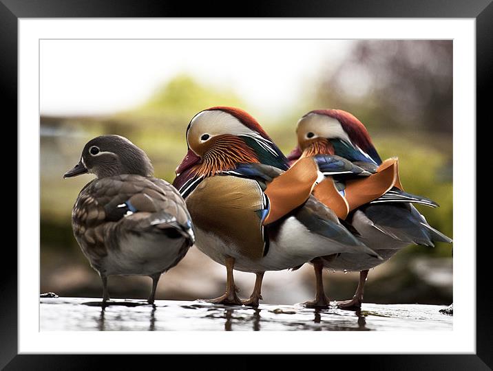 Mandarin Ducks Framed Mounted Print by Catherine Joll