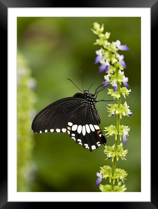 Butterfly Framed Mounted Print by Catherine Joll