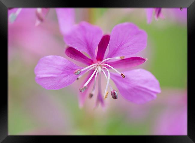  Purple wild flower Framed Print by Catherine Joll