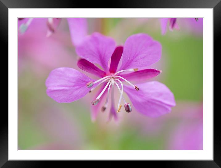  Purple wild flower Framed Mounted Print by Catherine Joll