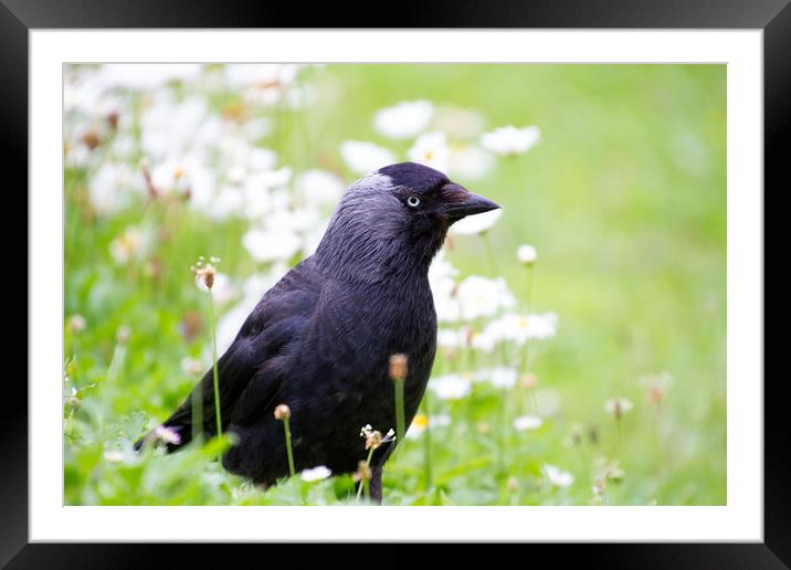 Crow Framed Mounted Print by Catherine Joll