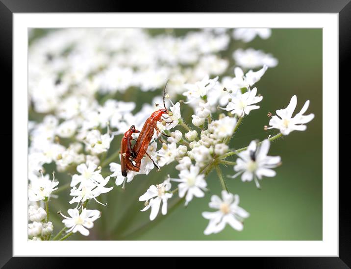Soldier Beetles Framed Mounted Print by Catherine Joll