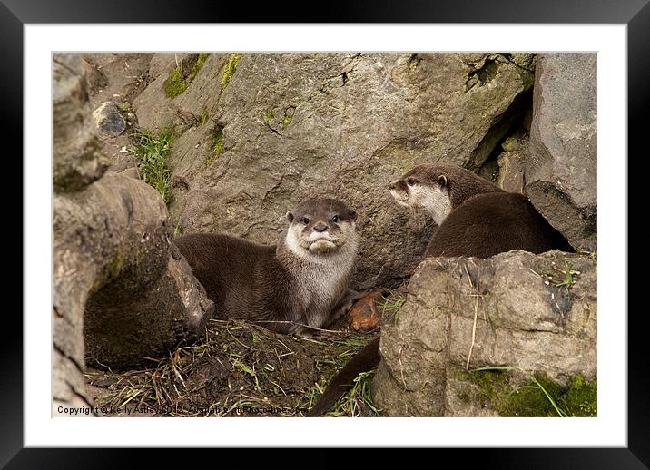 Otters on the rocks Framed Mounted Print by Kelly Astley