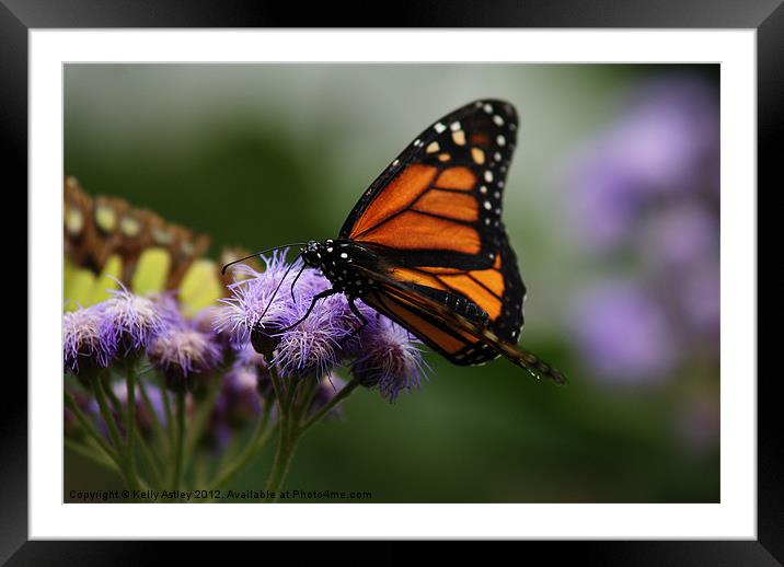 Orange and black butterfly Framed Mounted Print by Kelly Astley