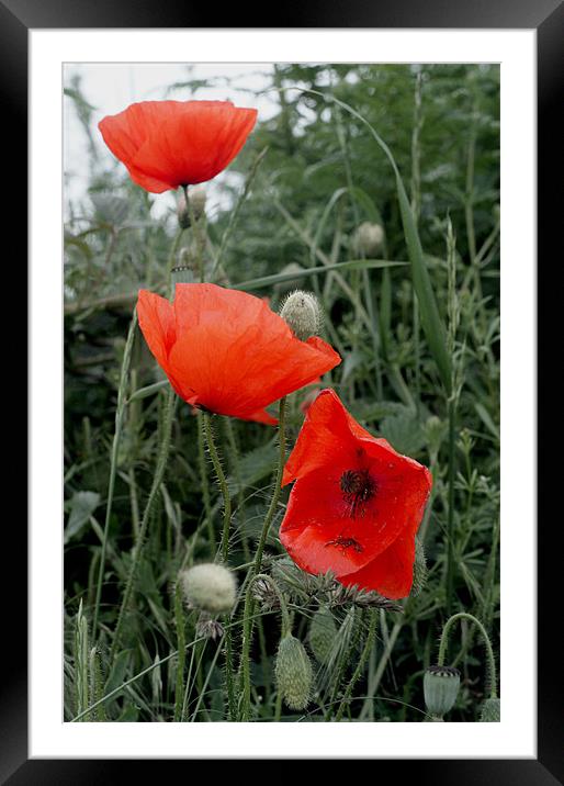 Poppy trio Framed Mounted Print by Kelly Astley